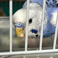 サザナミインコ専用えさ　400g 36個セット サザナミインコ専用えさ 400g 36個セット
